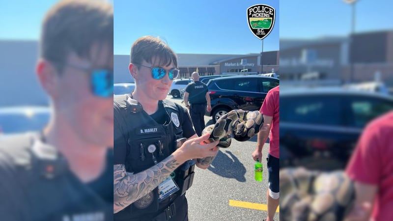 La serpiente pitón fue rescatada por la policía después de ser encontrada en el...